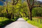 Tennessee-Sparks Lane in the spring at Cades Cove Art Print